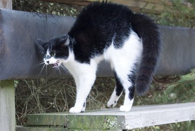 What Does it Mean When a Cat Arches Their Back?