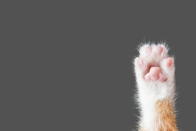 Should You Clean Your Cat's Paws?