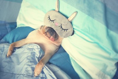 Is Your Dog a Picky Sleeper? Here Are The Best Beds For Dogs of Every Sleeping Style