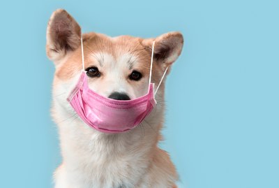Everything You Need to Know About Pets and COVID-19 (Coronavirus)