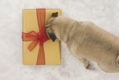 16 Genius Gifts Every New Pet Parent Desperately Needs