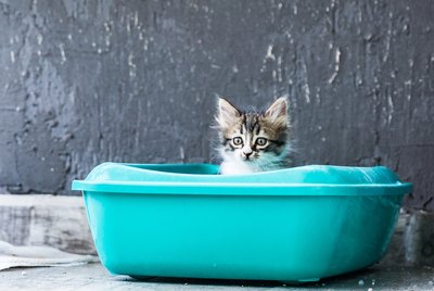 Why Does My Cat Get Litter Everywhere? (And How To Stop It)