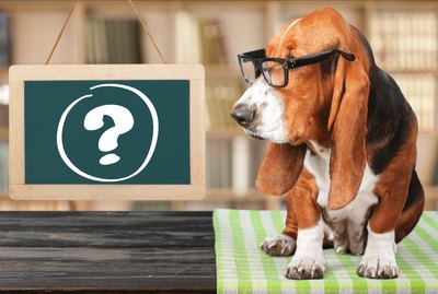 The 6 Weirdest Pet Questions on Quora, Answered