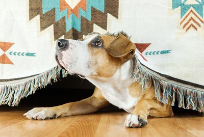 What Should I Do With My Anxious Dog if I Throw a Party?