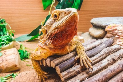Do Bearded Dragons Make Good Pets?