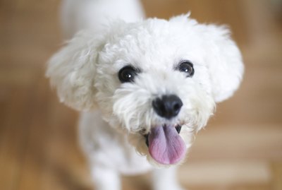 How to Make a Natural Dog Tear Stain Remover