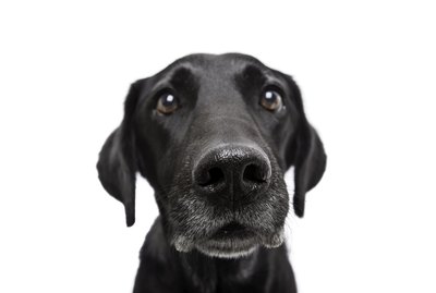 Does My Dog Know My Name?