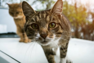What is a Trap-Neuter-Return Program?