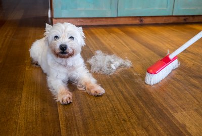 How Do I Keep My Multi-Dog Household Clean?