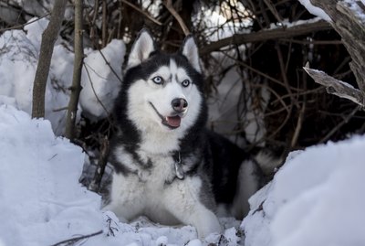 101 Viking Dog Names