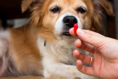Are Pet Antibiotics The Same As Human Antibiotics?