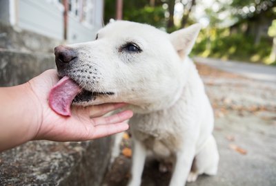 Why Does My Dog Lick My Sweat?