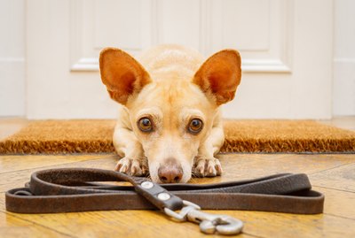 How to Train a Leash-Reactive Dog