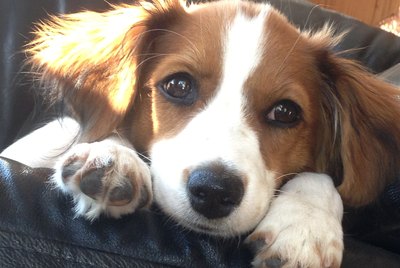 The New Dog Breeds of 2018