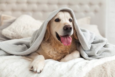 5 Things Pet Owners Should Know During a Crisis