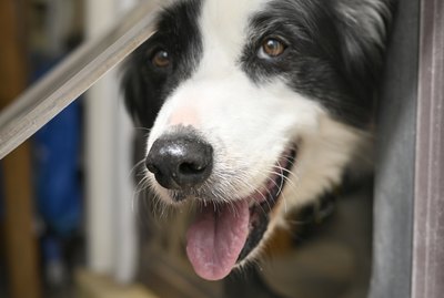 Are Pet Doors Safe?