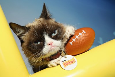 130 Famous Cat Names From Pop Culture