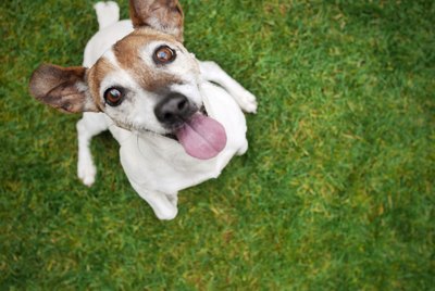 Can Dogs Eat Dates?