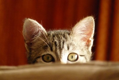 Is My Cat Lonely Without Another Cat?