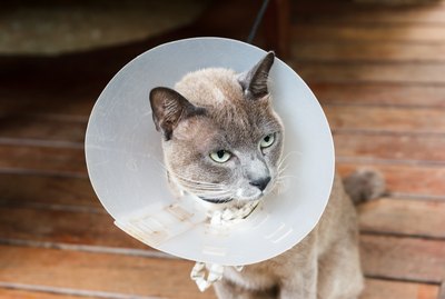 How to Feed a Cat Who is Wearing a Cone Around Its Head
