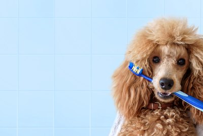 Should I Floss My Dog's Teeth?
