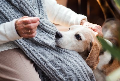Winter Tips For Pets With Arthritis