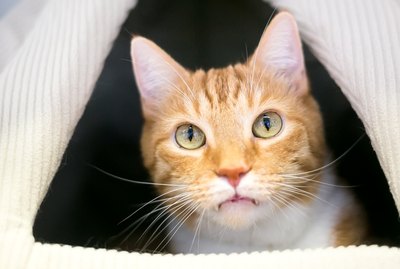 Why Do Cats Like to Hide?