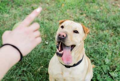 9 Common Dog Training Mistakes You Might Be Making