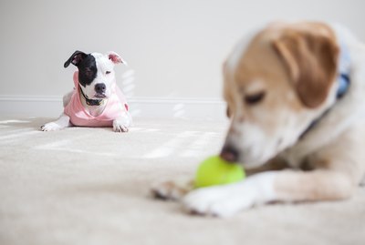 Do Dogs Feel Jealousy?