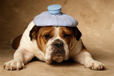 Do Dogs Get Headaches?