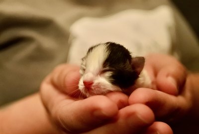 Is It Safe to Touch Newborn Kittens?
