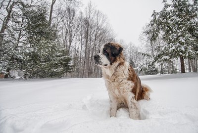 The 10 Biggest Dog Breeds in the World