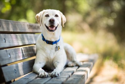 How Much Do I Feed a Labrador Dog?