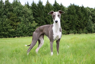 Whippet Dog Breed Facts & Information