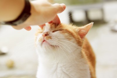 Why Do Cats Like Being Pet on Their Heads?