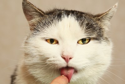 Why Does My Cat Lick Me When I Pet Her?