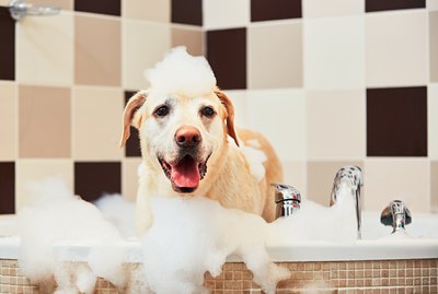 The Best Dog Shampoos – According to Dog Groomers