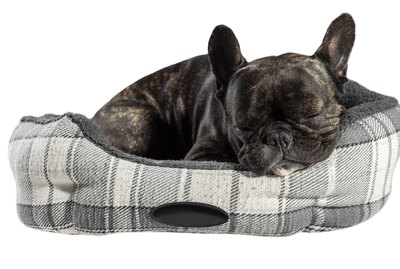 How to Train Your Dog to Sleep in Another Room