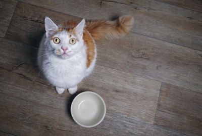 Should I Get My Cat an Automatic Feeder?