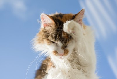 Why Do Cats Groom Themselves So Much?