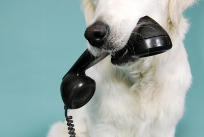 Do Dogs Recognize Your Voice on the Phone?
