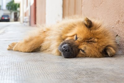 Signs of Heat Stroke in Dogs