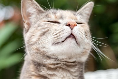Why Is My Cat Sniffing The Air?
