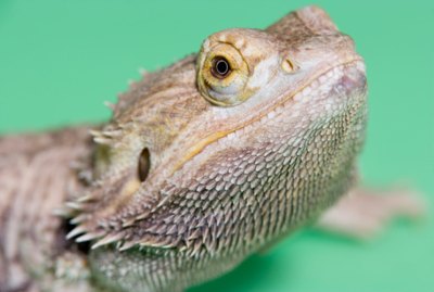 How to Potty Train a Bearded Dragon