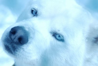 How to Breed the Siberian Husky