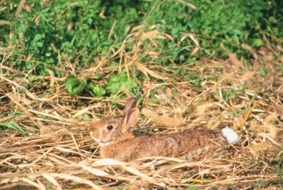 How to Determine the Age of a Baby Cottontail Rabbit