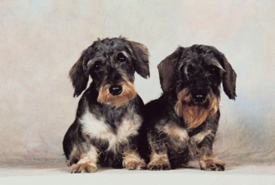 Breeds of Dogs That Can Live With Mini Dachshunds