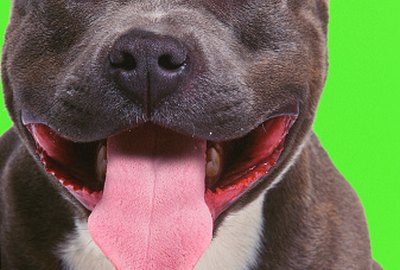 How to Properly Raise a Blue Nose Pitbull