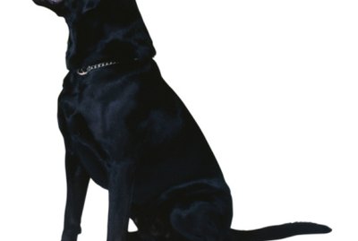 Home Remedy for Dry & Itchy Skin on a Black Lab
