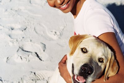 How to Breed Labradors